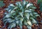 [Allegan-Fog-Hosta.jpg]