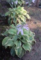 [Fragrant-Bouquet-Hosta.jpg]