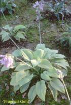 [fragrantgold-Hosta.jpg]