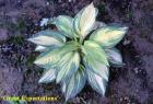 [greatexpectations-Hosta.jpg]